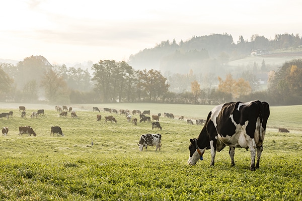 Pennine-Harvest-We-Love-Cheese