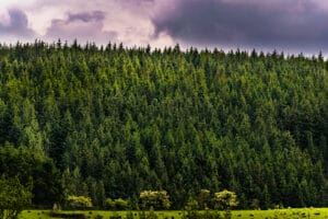 Pennine Harvest Bowland Forest